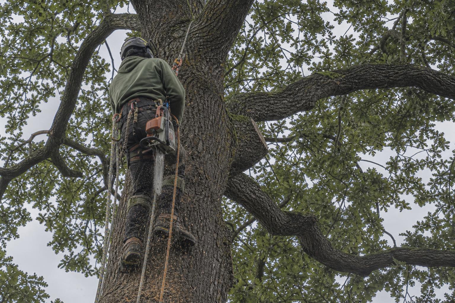 Tree Services